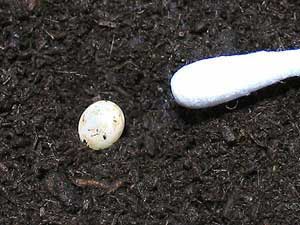 エレファスゾウカブト卵の写真