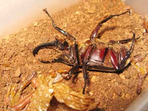 ヘラクレスレイディ雄の新成虫です